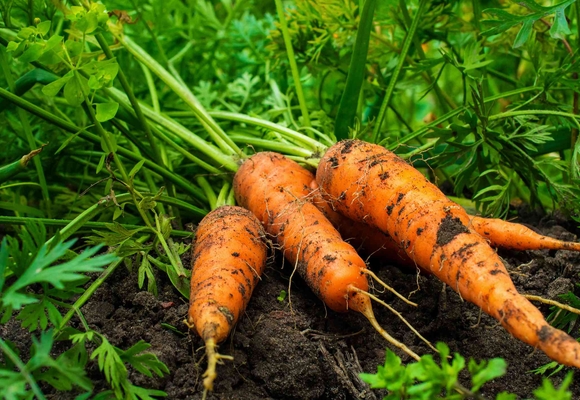 root