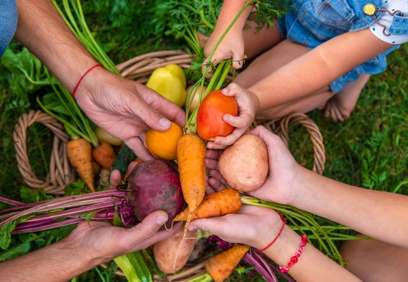 A family harvests vegetables in the garden
